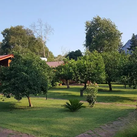 Asya Çıralı